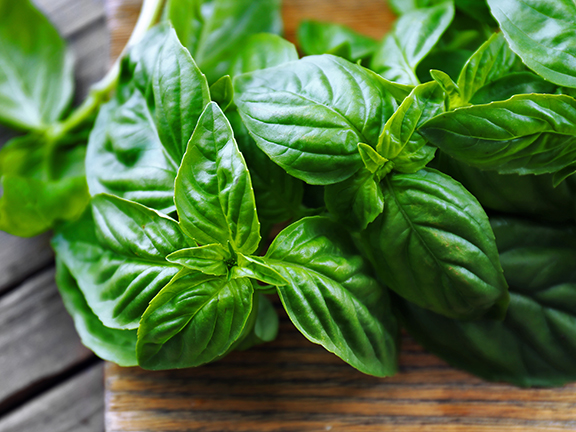 Базилик: польза и вред