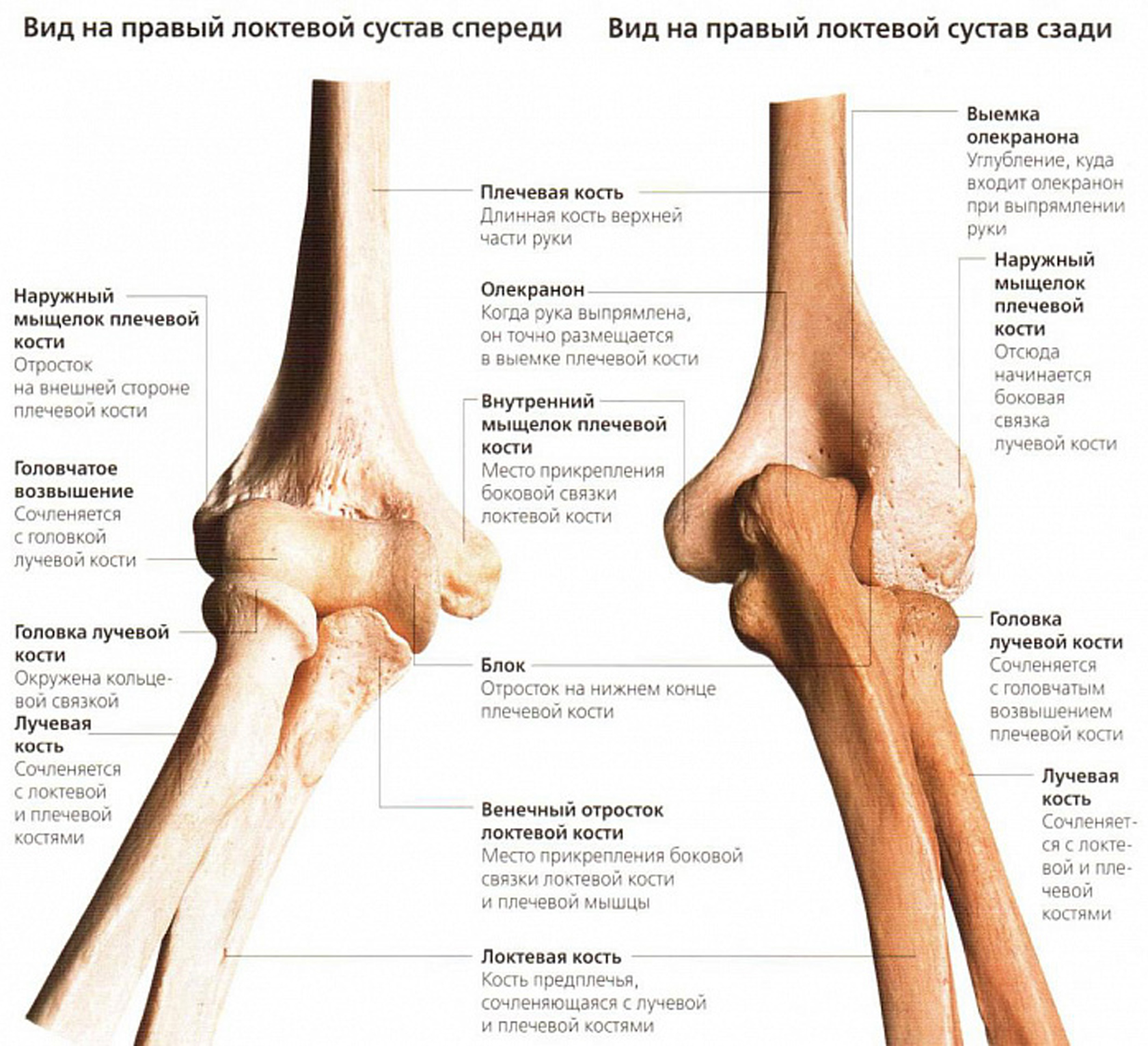 Латерального мыщелка. Локтевой сустав анатомия строение кости. Венечный отросток локтевого сустава. Плечевая кость анатомия мыщелок. Кости составляющие локтевой сустав.