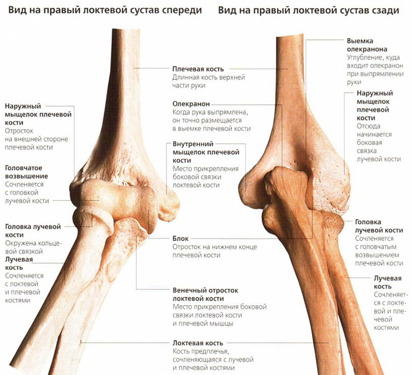 Мыщелки. Локтевой сустав анатомия строение кости. Венечный отросток локтевого сустава. Плечевая кость анатомия мыщелок. Кости составляющие локтевой сустав.