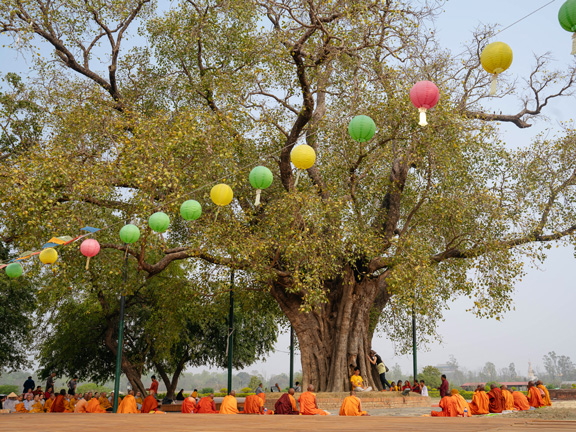 Джатака о чувствах