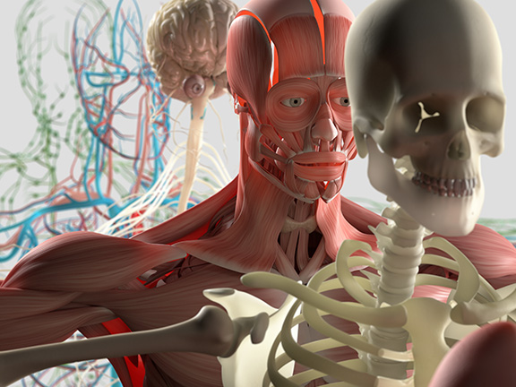 Функциональное воздействие йоги на физиологическое состояние нервной системы