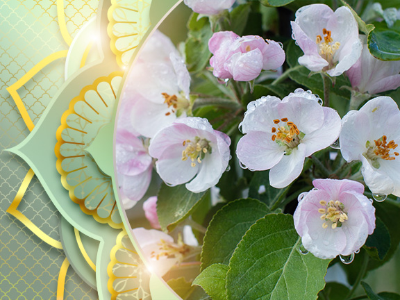 Цветущие поля и сады в КЦ "Аура"