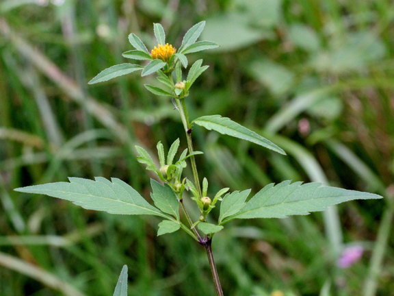 Череда: польза и вред