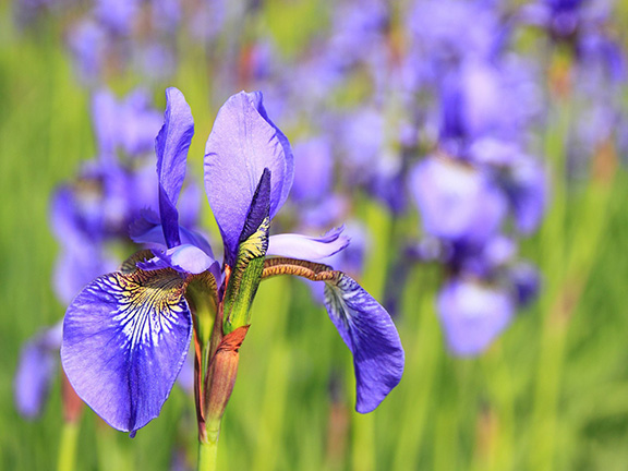 Ирис – полезные свойства и применение