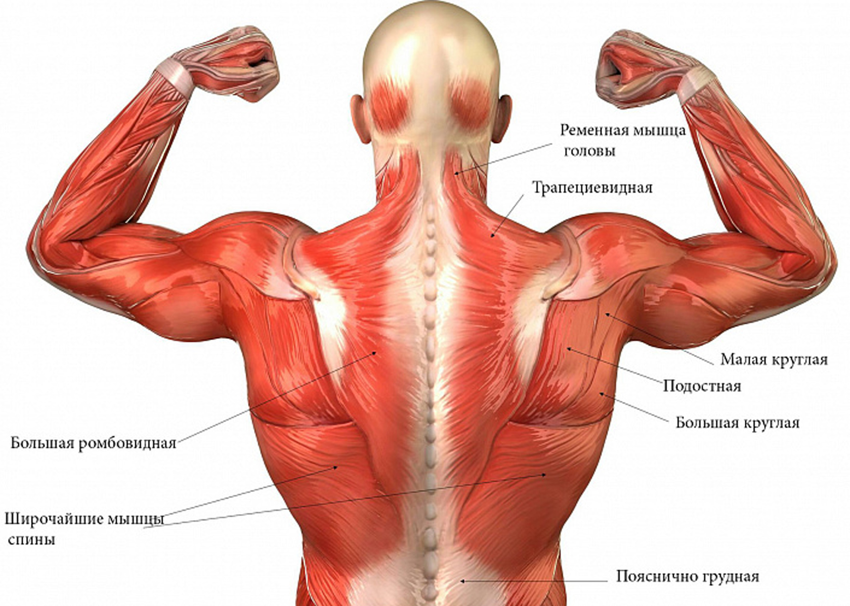 Мышцы Человека Фото С Названиями