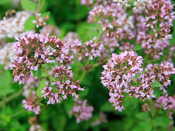 душица обыкновенная