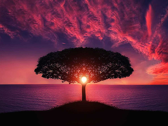 Волшебное дерево