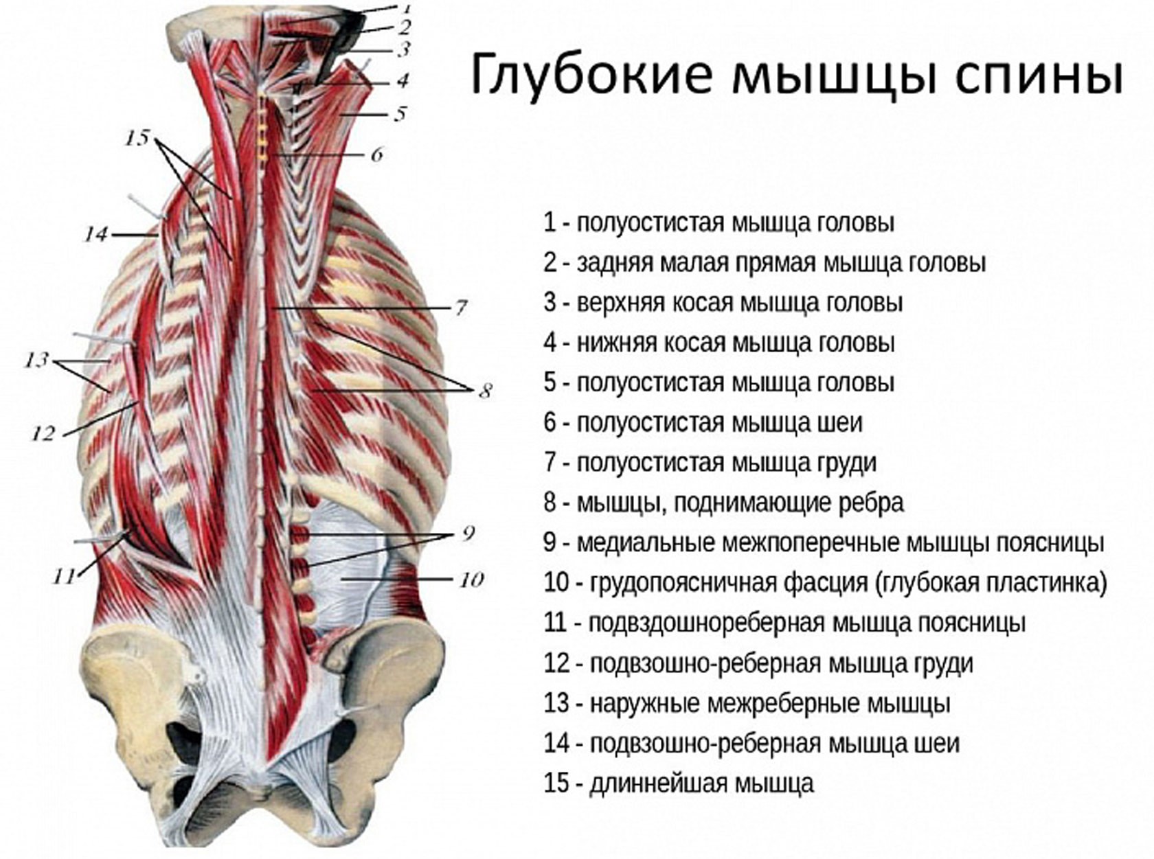 Нижний отдел спины