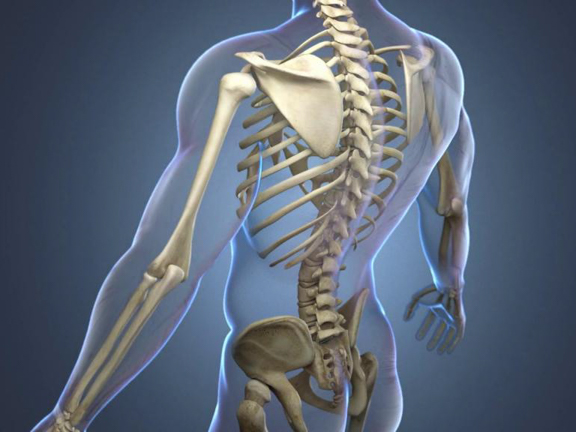 Анатомия позвоночника человека
