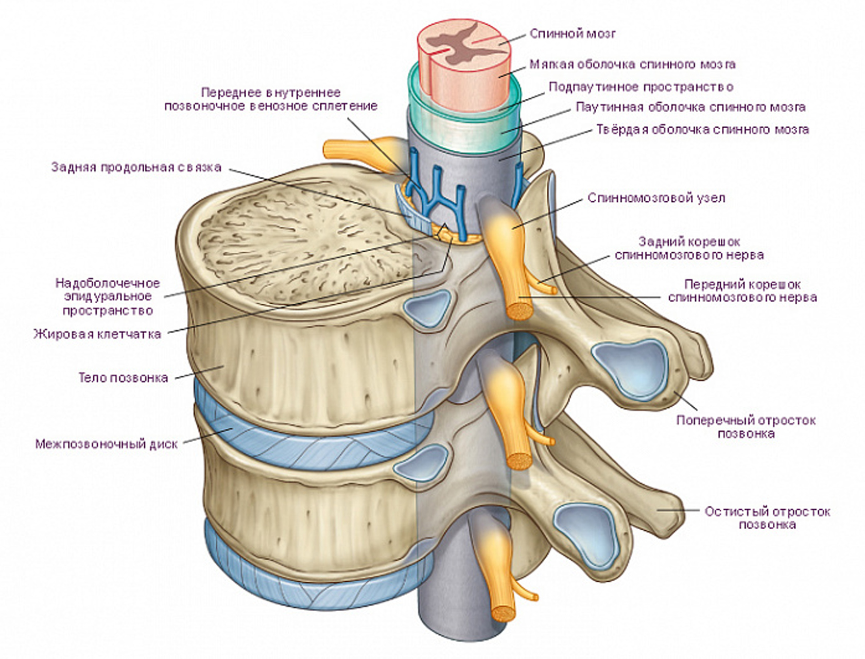 Содержимое межпозвоночного диска. Деформация дуральный мешок позвоночника. Дуральный мешок позвоночника шейного отдела. Дуральный мешок анатомия спинной мозг. Дуральный мешок позвоночника строение.