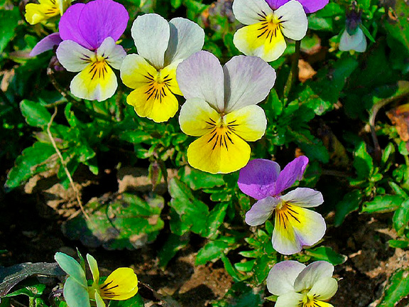 фиалка трехцветная