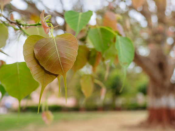 Джатака о Кандагалаке