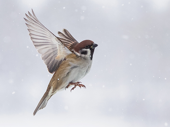 Притча про воробья