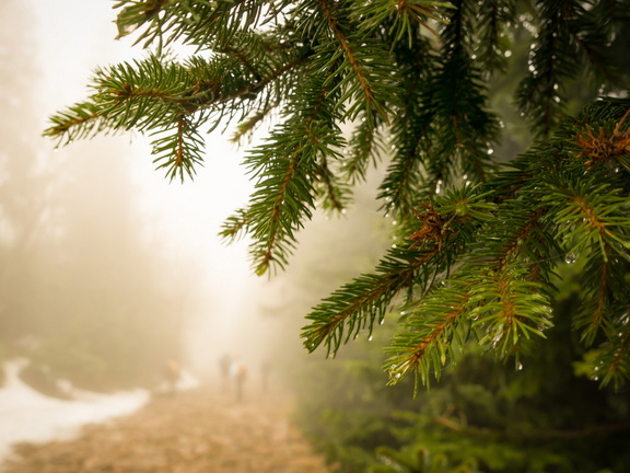 Ретрит-випассана «Знакомство с тишиной» в Барнауле 2-4 ноября 2025