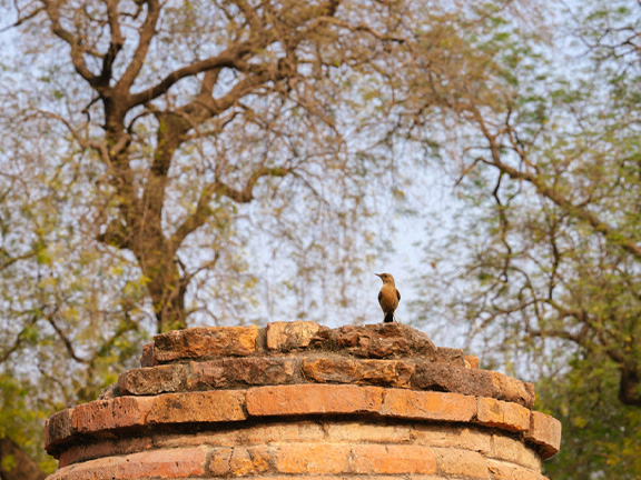 Джатака о птице