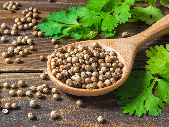 зерна кориандра в ложке, листья кориандра