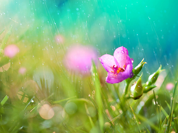 Святой дождь (сказка для детей)