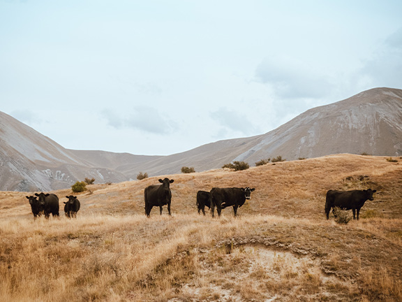 Арктическая родина в Ведах. Глава VIII. Путь коров