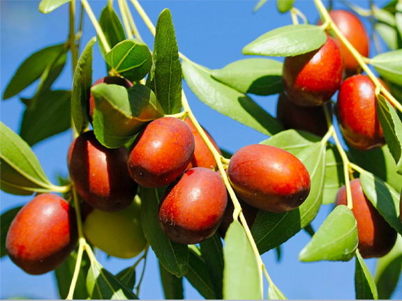 Что это такое унаби (зизифус)