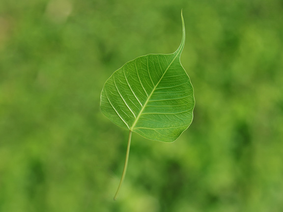 Сутра о Цветке Лотоса Чудесной Дхармы // Глава ХХI Божественные силы Татхагаты