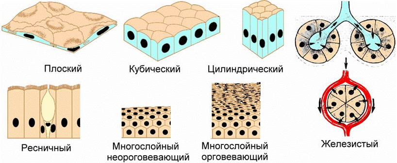 Виды Клеток Фото