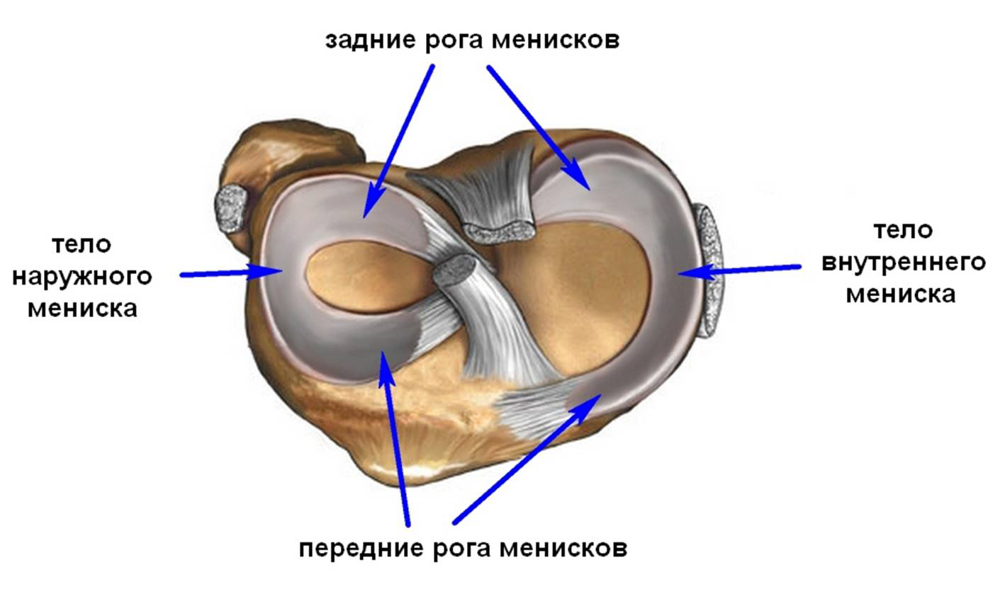 Реферат: Строение коленного сустава