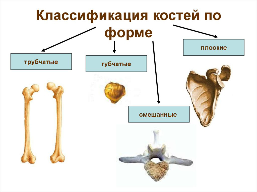 Ковид кости. Неподвижные полуподвижные и подвижные соединения костей. Классификация костей по строению и функции. Кости трубчатые губчатые плоские смешанные. Классификация костей скелета. Отделы трубчатых костей..