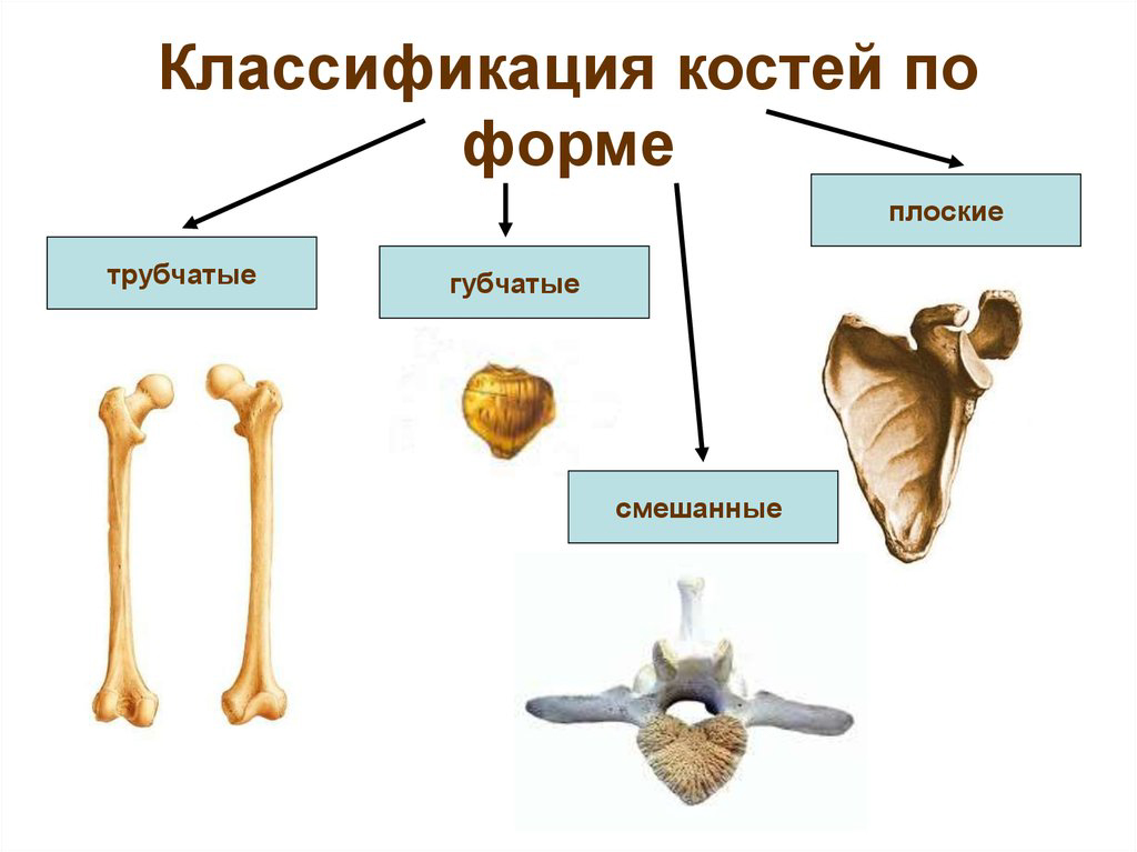 Парные трубчатые органы