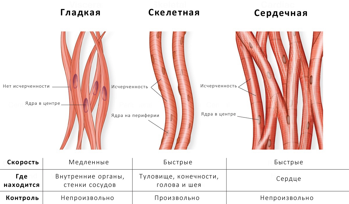 Виды Тканей Человека Фото И Названия