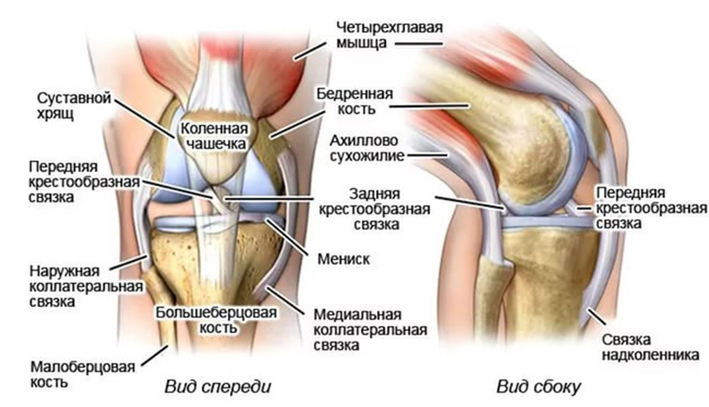 Реферат: Строение коленного сустава