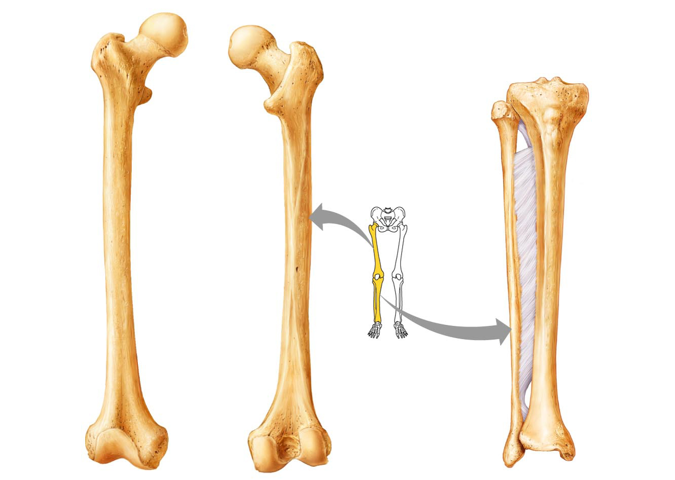 Мышцы икры ног анатомия человека thumbnail