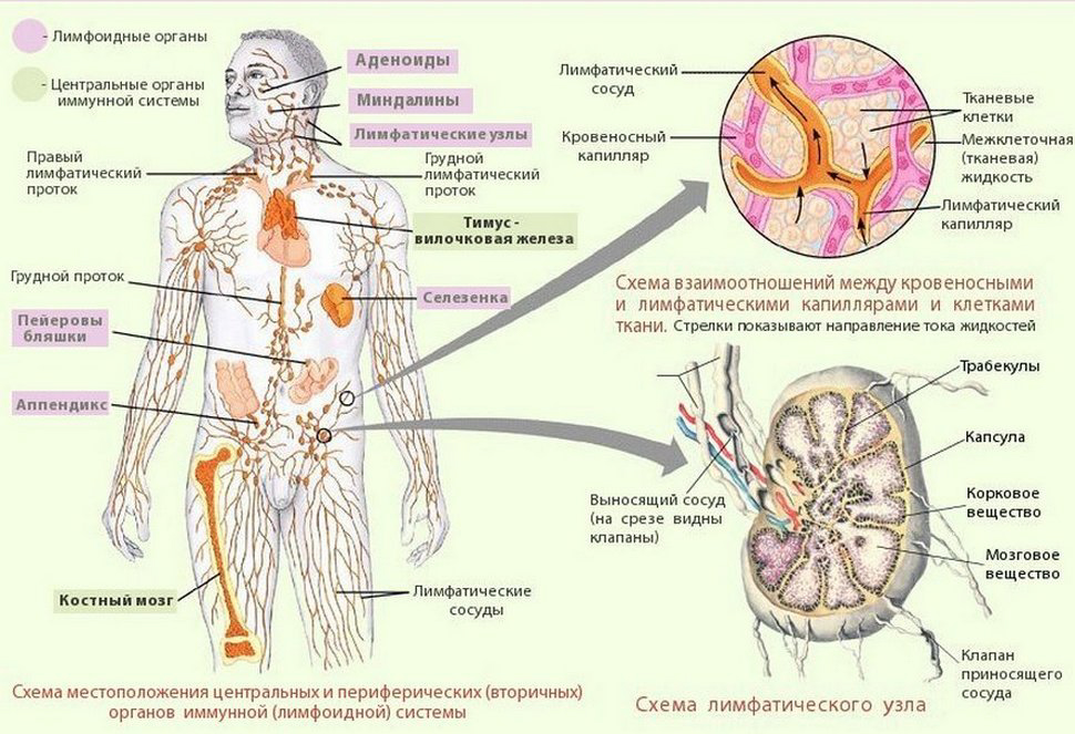 Реферат: Кровеносная система человека