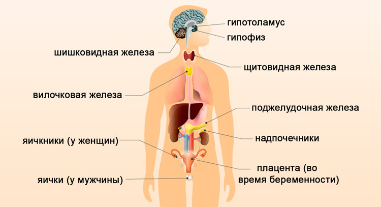 Системы Человека Фото