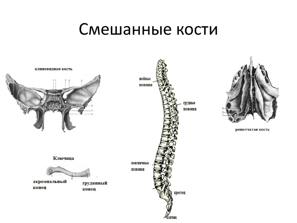 смешанные кости