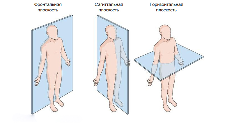 плоскости - горизонтальная, фронтальная, сагитальная