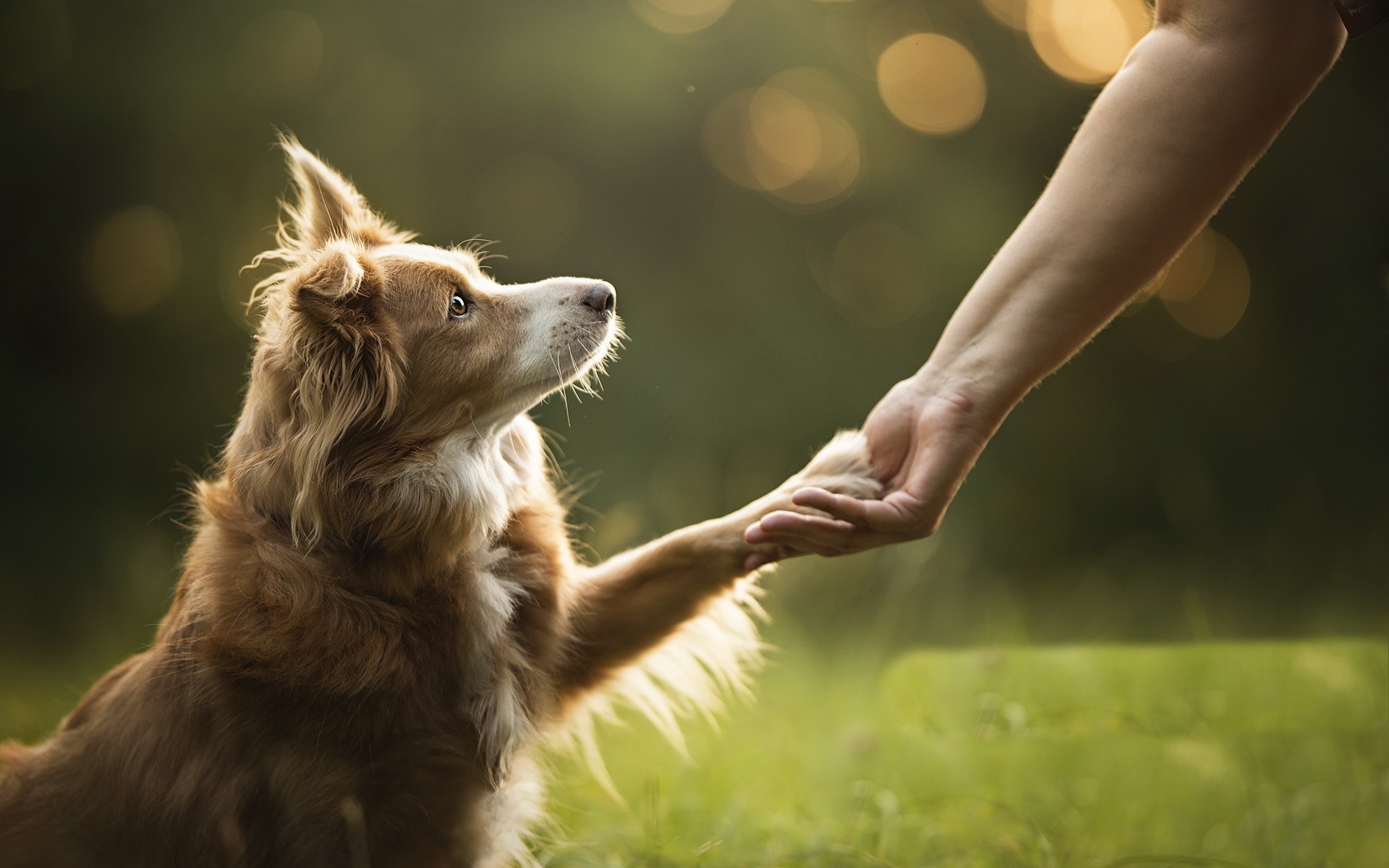 Beneficios de crecer con una mascota – Puppis