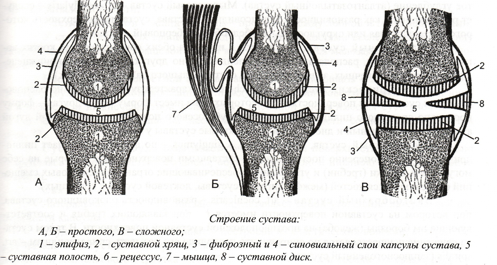 Строение Суставов Человека Фото С Описанием