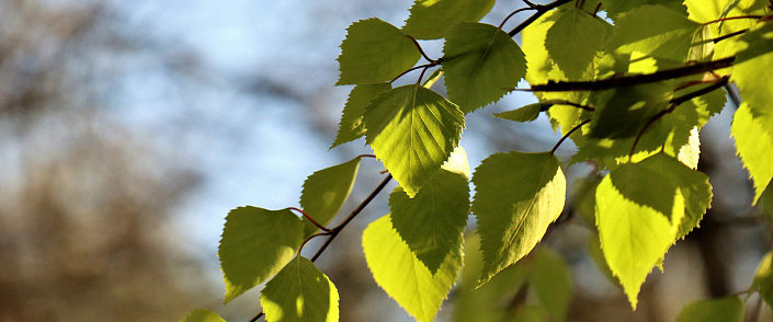 Берёзовые листья: лечебные свойства