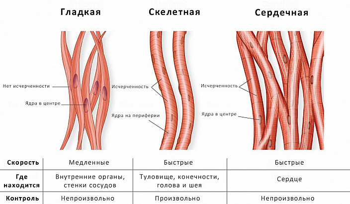 волокна мышц