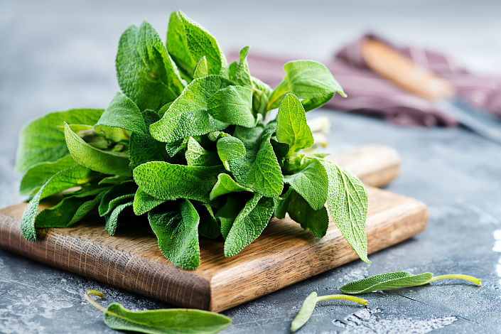 шалфей на доске фото