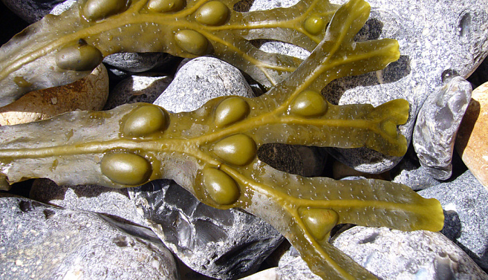 фукус пузырчатый на камнях