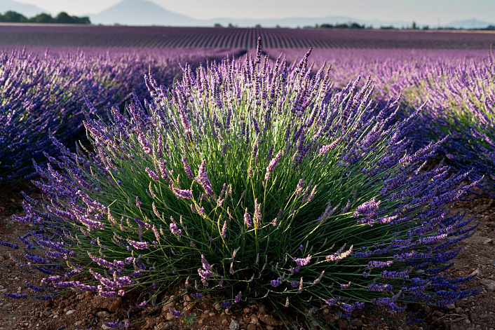 куст лаванды фото
