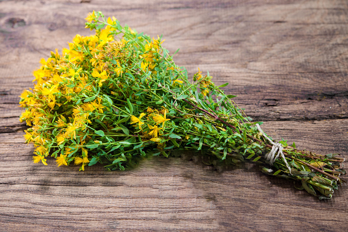 пучок зверобоя фото