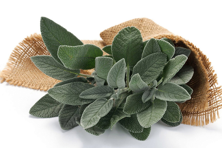 шалфей фото