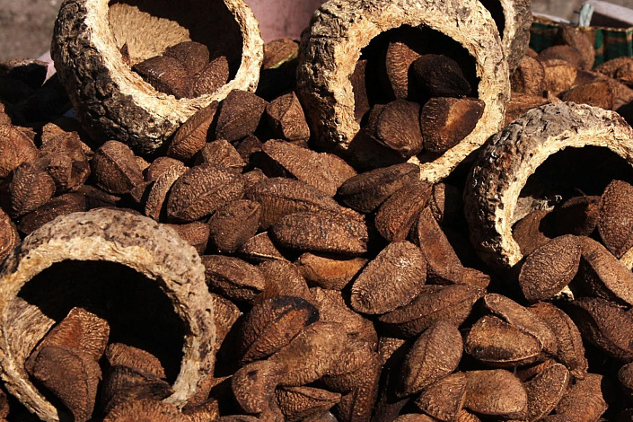 Бразильский орех фото