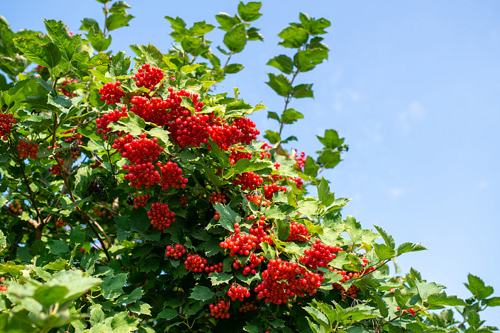 как растет калина фото