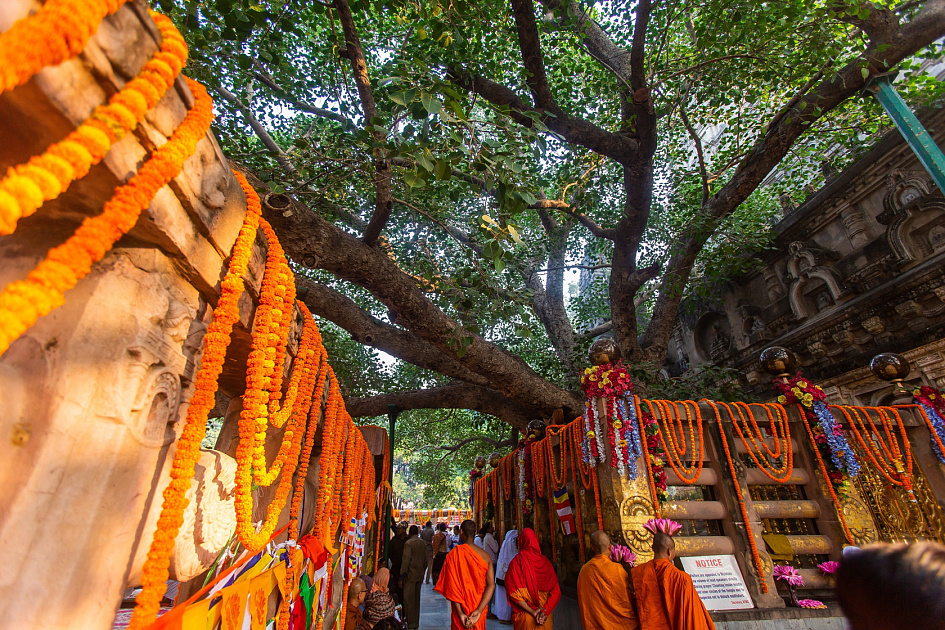 дерево Бодхи фото