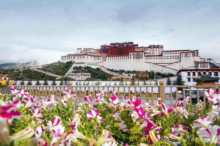 цветы, Тибет