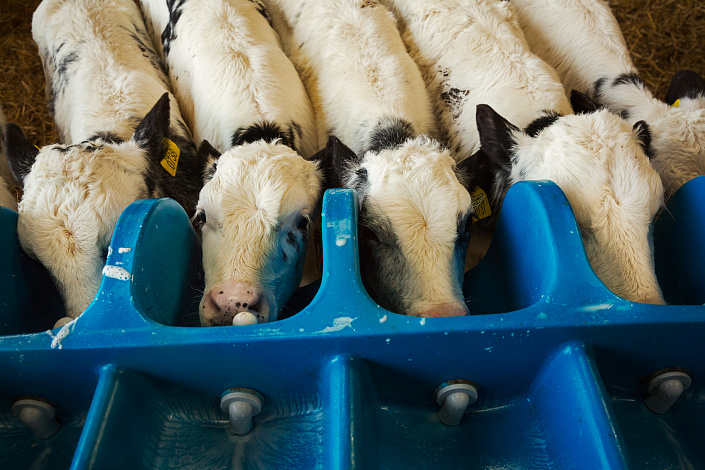 коровы, загон