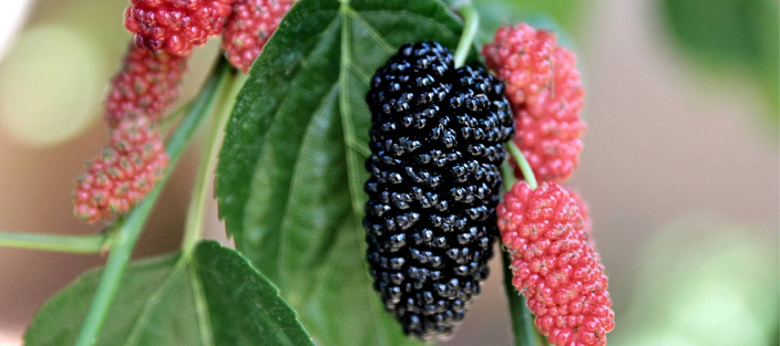 Ягоды тутовника (шелковица)